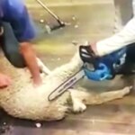 Outrage over ‘cruel’ video showing sheep being shorn with chainsaw