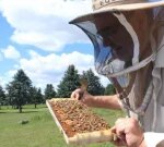 Ontario beekeepers stung by ravaging parasite that might effect honey, fruit growers in other provinces