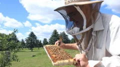 Ontario beekeepers stung by ravaging parasite that might effect honey, fruit growers in other provinces