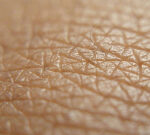 Human skin has developed to be as longlasting and versatile as possible