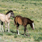 Influenza Virus Seen as Likely Cause of 95 Colorado Horse Deaths