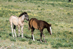 Influenza Virus Seen as Likely Cause of 95 Colorado Horse Deaths