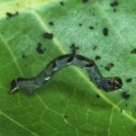 Exotic pest detected near Darwin for first time, worrying mango growers