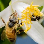 Bees to retain use of Queensland’s national parks, but conservationists say they are still a threat