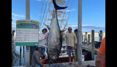 832-pound bluefin tuna catch is record size, however not a record