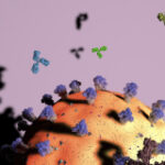 Distinguishing antibody targets utilizing Machine Learning Model