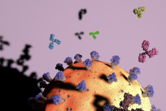 Distinguishing antibody targets utilizing Machine Learning Model