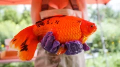 Ontario’s feral goldfish population is blowingup and environment modification might be to blame
