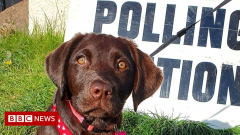 Election 2022: Dogs at ballot stations