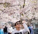 Toronto’s cherry blooms are in blossom and they’re marvelous. See them for yourself