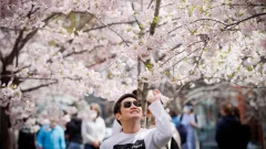 Toronto’s cherry blooms are in blossom and they’re marvelous. See them for yourself