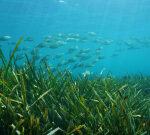 Researchers dis­covered large quantities of sug­ar un­der­neath seagrass mead­ows