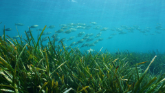 Researchers dis­covered large quantities of sug­ar un­der­neath seagrass mead­ows