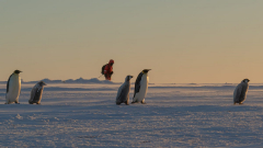 This robotic lives with an Antarctica penguin nest, tracking their every relocation