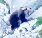 Bear battle on cliff-edge ends in lethal fall