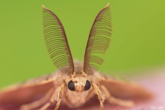Scales on moth wings act as exceptional noise absorbers