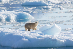 Greenland’s fjords harbor a special group of polar bears