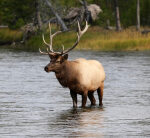 Elk poachers captured after ‘suspicious’ image appears online