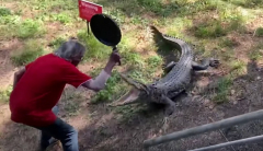 View: Charging crocodile is sentout leaving by a frying pan