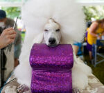 See 17 delightful photos of very good dogs at the 2022 Westminster Dog Show