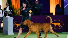 They’re all great canines — however Trumpet the bloodhound is the winner at distinguished Westminster