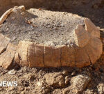 Pompeii: Ancient pregnant tortoise surprises archaeologists
