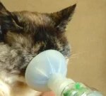 Asthmatic feline about to break record for Calgary rescue group — and that’s not a great thing