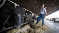 How an Ottawa beef farmer ended up raising some of the world’s mostcostly livestock