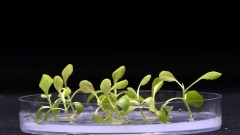 Making food without sunlight utilizing synthetic Photosynthesis