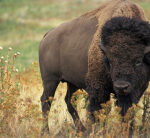 Yellowstone visitor gored by bison in ‘inadvertent’ encounter