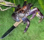 See: Crab takes knife from camper in nighttime raid