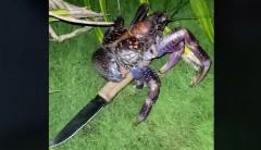 See: Crab takes knife from camper in nighttime raid
