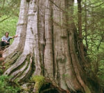 Biologist discovers leviathan tree in North Vancouver almost as large as a Boeing 747 aircraft cabin