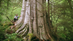 Biologist discovers leviathan tree in North Vancouver almost as large as a Boeing 747 aircraft cabin