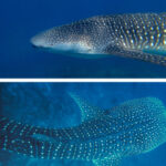 What are whale sharks up to?
