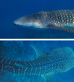 What are whale sharks up to?