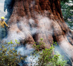 Wildfire smoke anticipated over Yosemite as flames reach significant huge sequoia grove