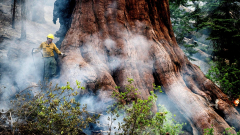 Wildfire smoke anticipated over Yosemite as flames reach significant huge sequoia grove