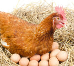 Researchers produced COVID-19 antibodies in hen eggs