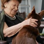 ‘I desired to aid’: Muster Dogs celeb kelpie puppies pleasure aged care locals