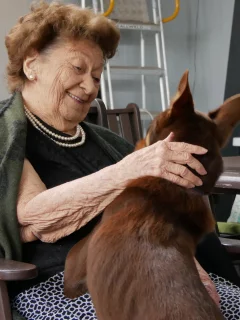 ‘I desired to aid’: Muster Dogs celeb kelpie puppies pleasure aged care locals