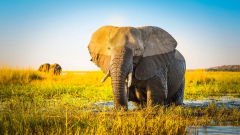 Elephant genes might hold the secret to preventing cancers, researchstudy