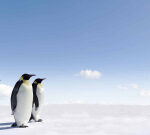 How do penguins endedupbeing oceanic birds?