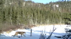 Unusual cougar finding in northwestern Ontario nationwide park like ‘needle in a haystack’