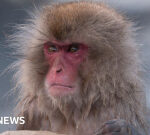 Japan’s cops to take procedures after wild monkey rampages