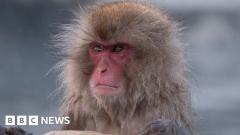 Japan’s cops to take procedures after wild monkey rampages