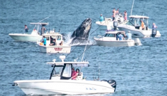 Breaching whale lands on fishing boat in unsafe encounter