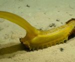 30 brand-new deep-sea types found at the bottom of the Pacific Sea