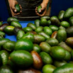 Second state in Mexico starts avocado exports to U.S. market