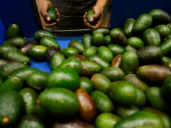 Second state in Mexico starts avocado exports to U.S. market